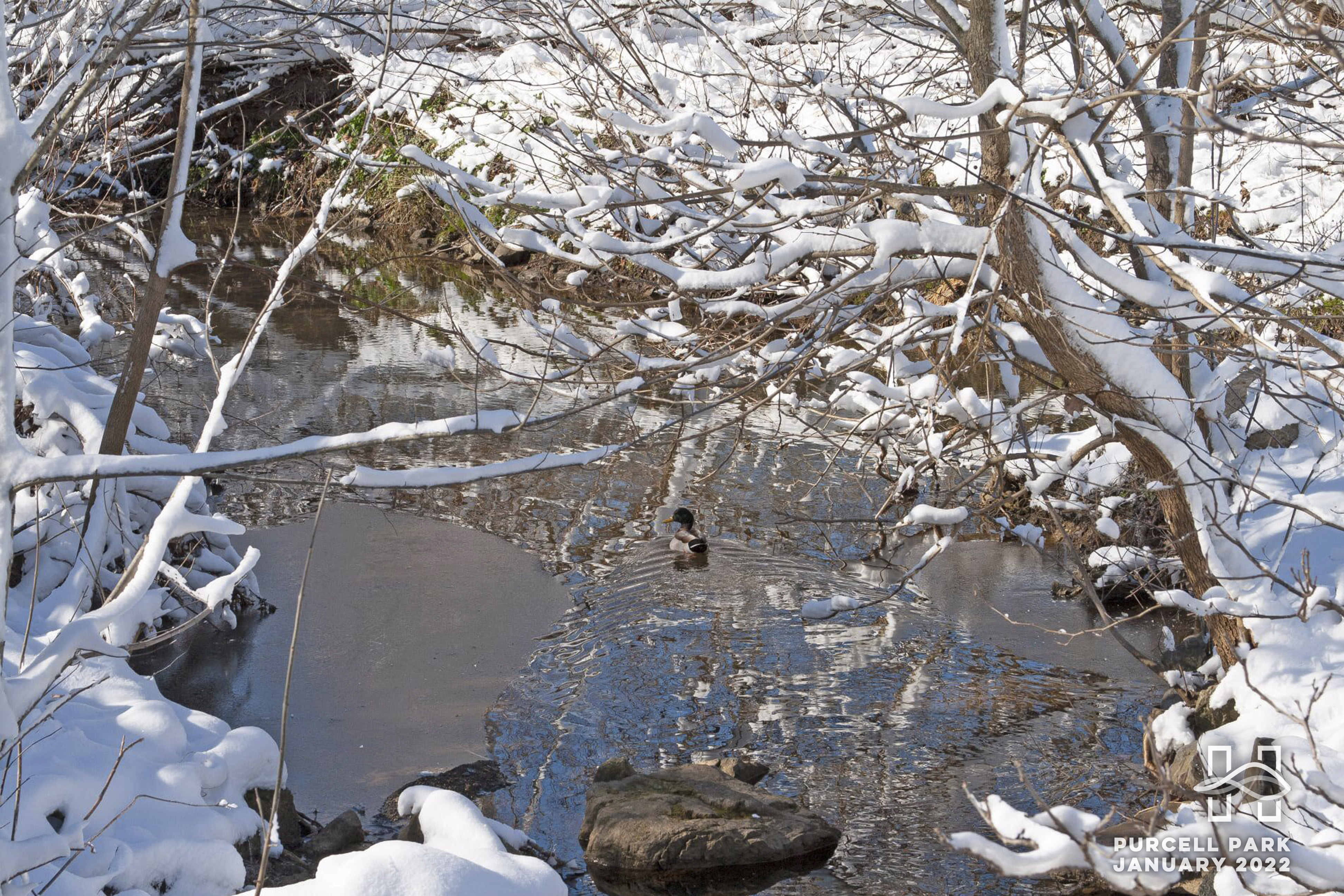 Duck swims in Blacks Run with snow on ground and tree branches.