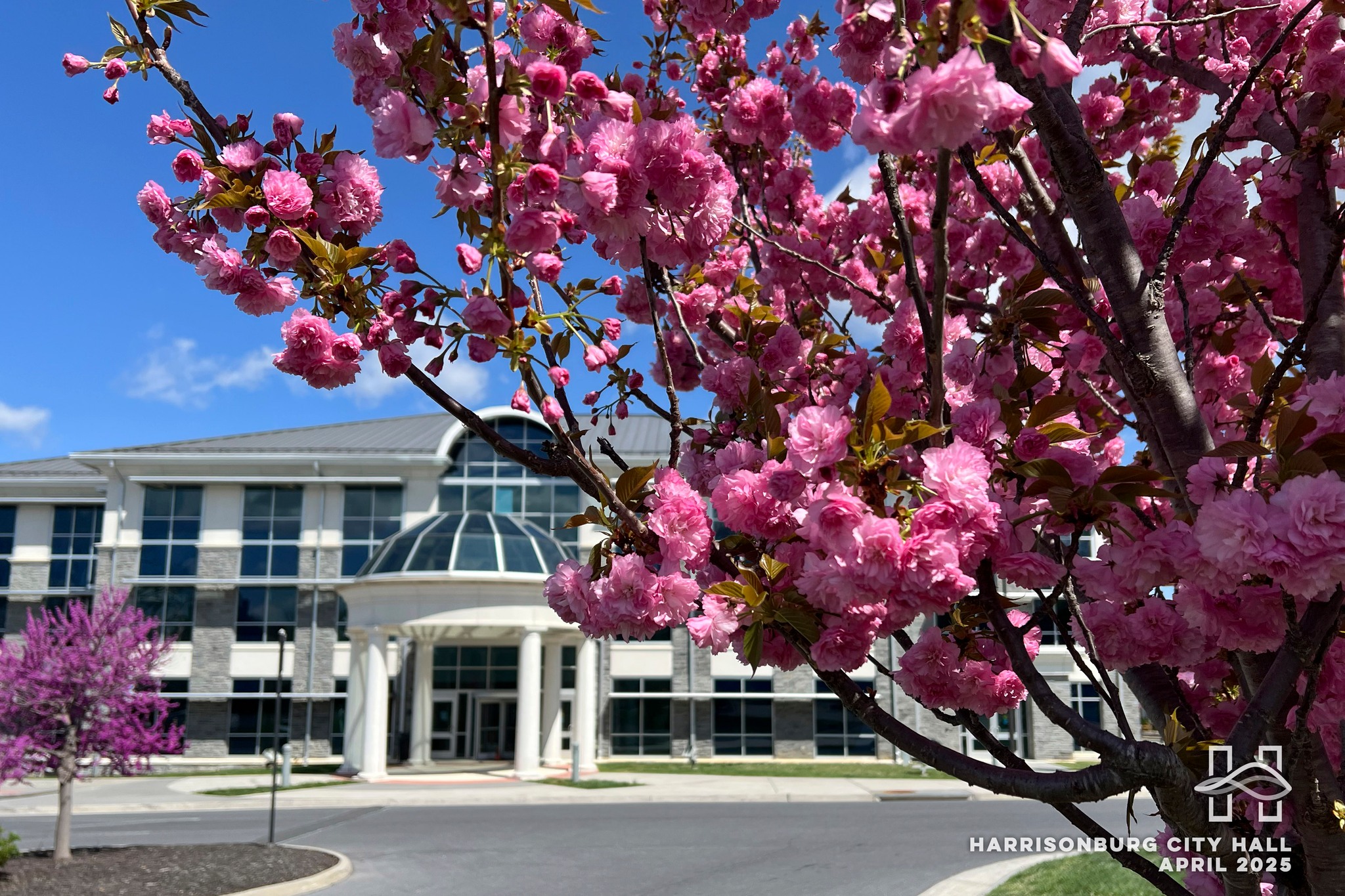 Harrisonburg City Hall and trees in bloom in the spring.