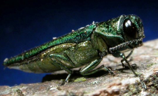 Emerald Ash Borer beetle image