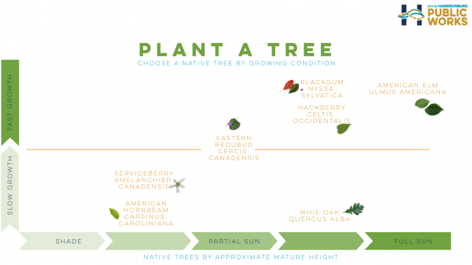 Plant a Tree preferred conditions graphic