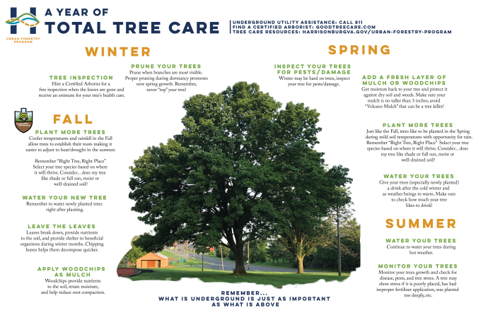 Poster of tree care through the year