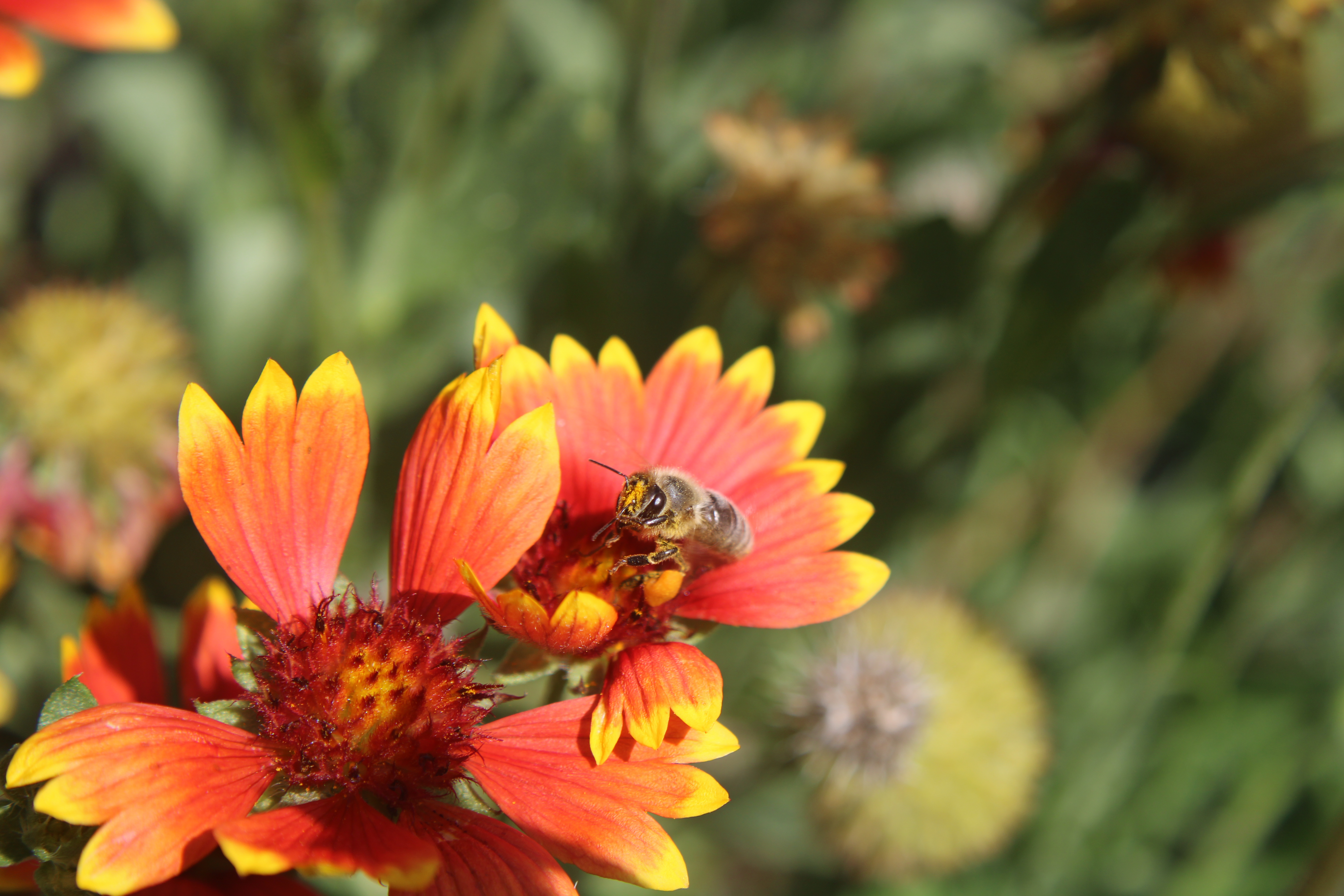Bee on a yellow and orange flower