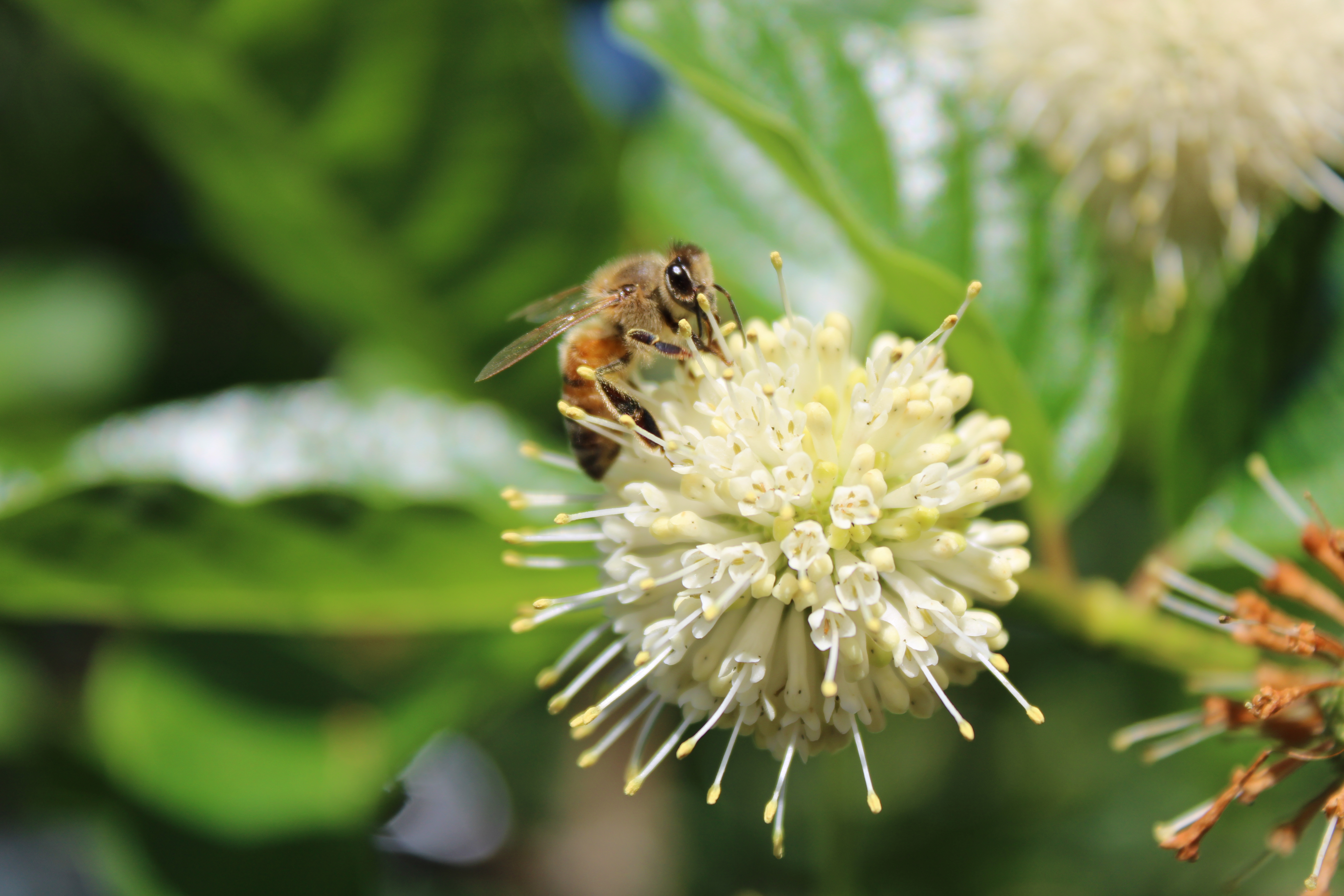 Bee on a white flower