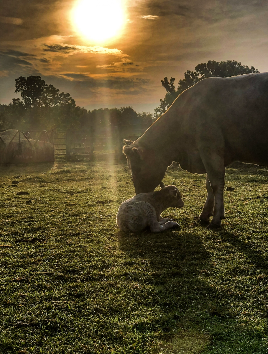 Cattle and calf with sun in the background