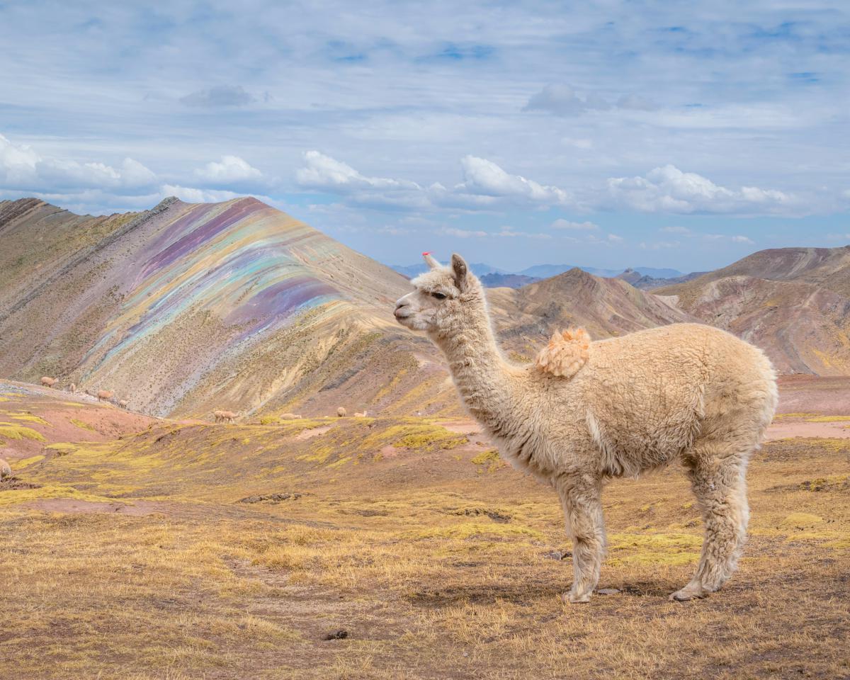 Alpaca in front of a rainbow mountain
