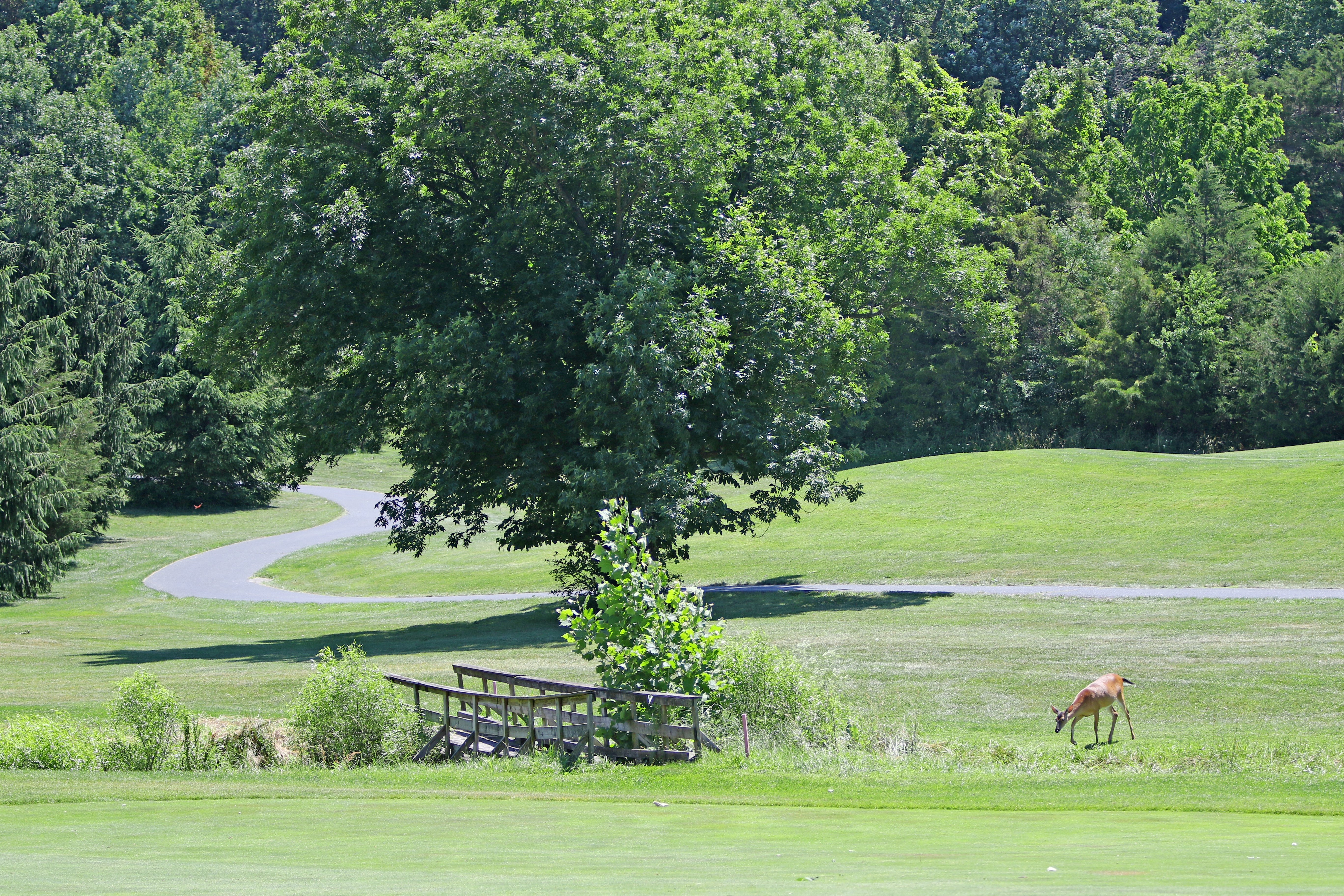 image of paved path. There is a small wooden bridge and a deer.