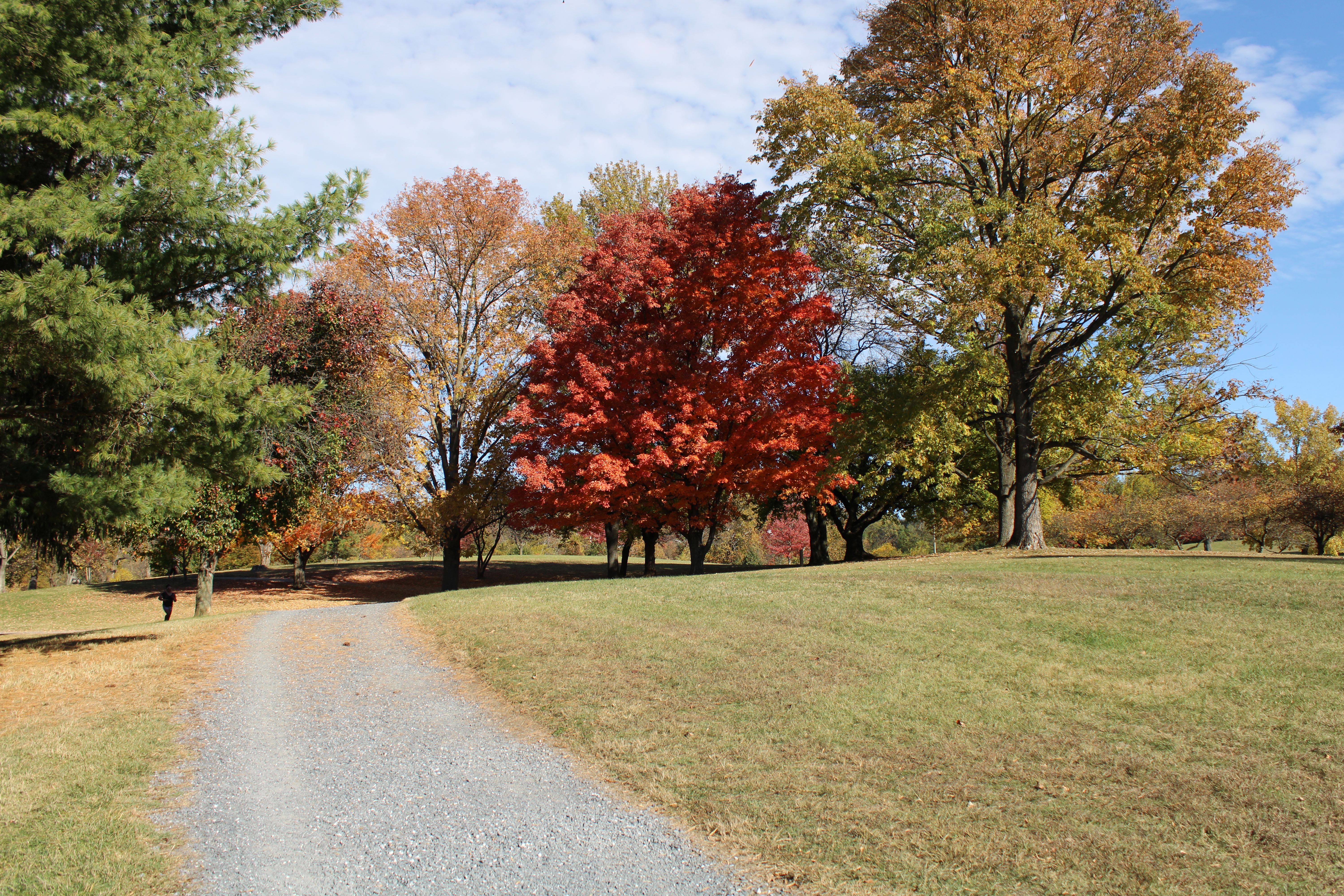 Image of gravel walking path. Trees and grass are surrounding the path.