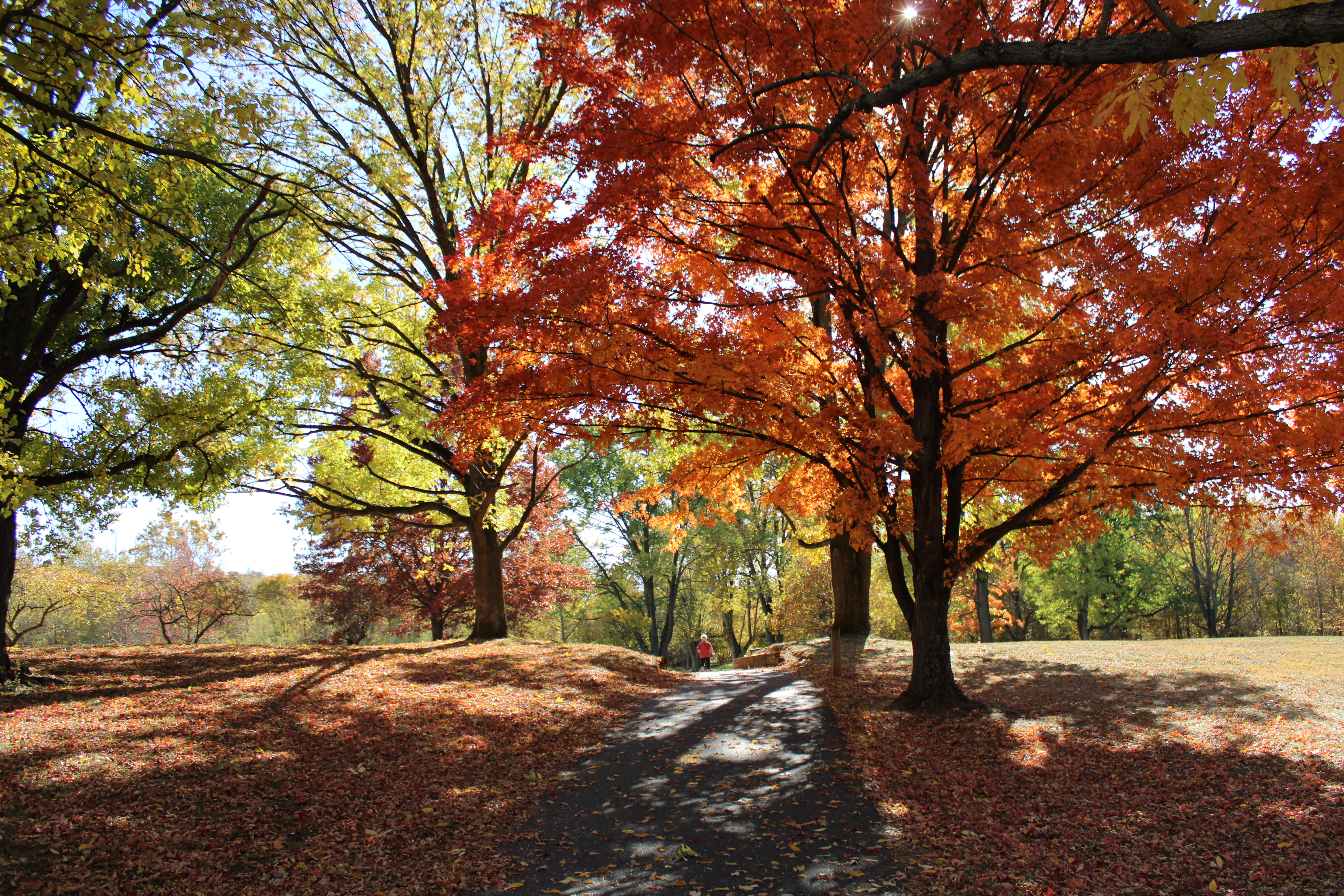 image of a paved trail one person walking on the trail. Trees with red, orange, and green leaves surround the trail.